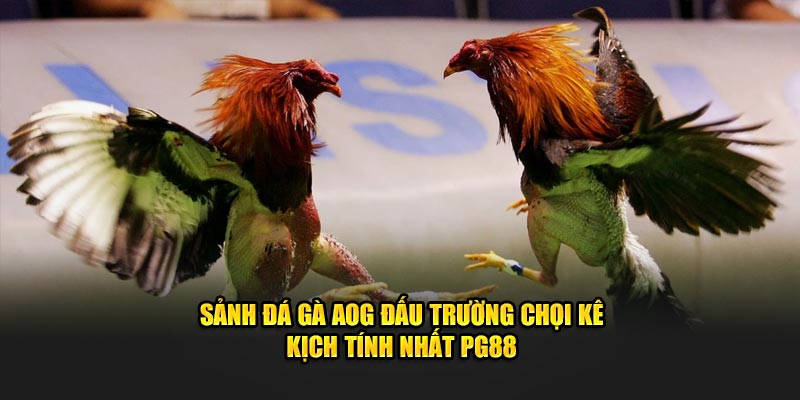 Sảnh đá gà AOG PG88